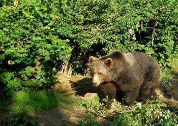 The Bear Sanctuary near Otocac is a refuge for rescued bears, providing them with a safe and natural environment to live and thrive.
