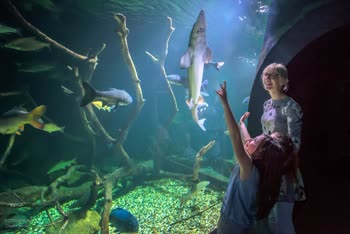 Aquatika Aquarium in Karlovac village offers a mesmerizing experience with its diverse marine life, interactive exhibits, and educational programs.